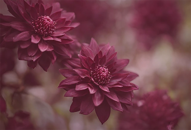 Imagem especialidade - Dra. Emily Munhoz