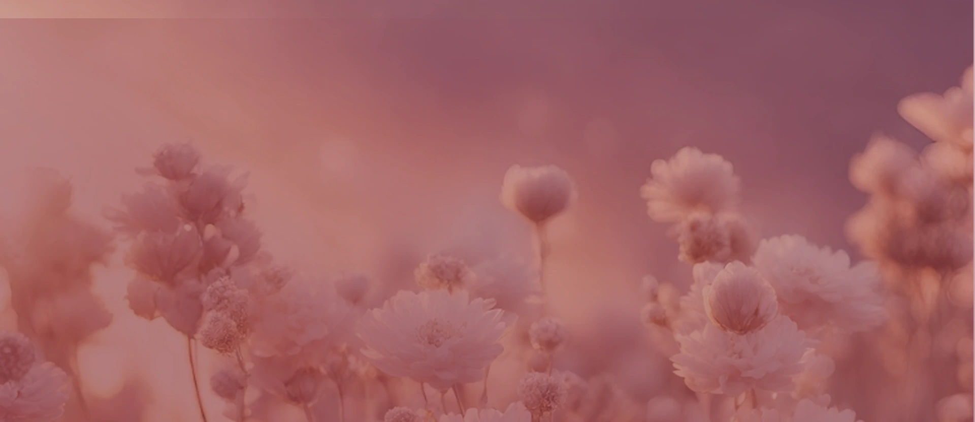 Banner 1 - Dra. Emily Munhoz